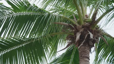 Wunderschöne-Tropische-Palmen-Aus-Der-Tiefwinkelansicht-Mit-Rotation-Im-Urlaub