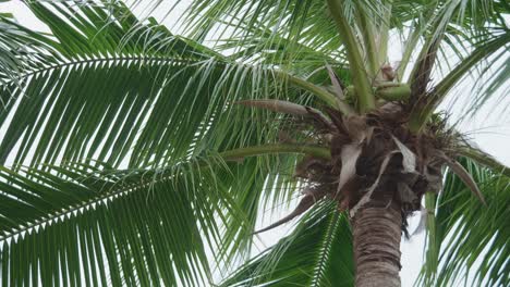 Beautiful tropical palm trees low angle view with rotation on vacation