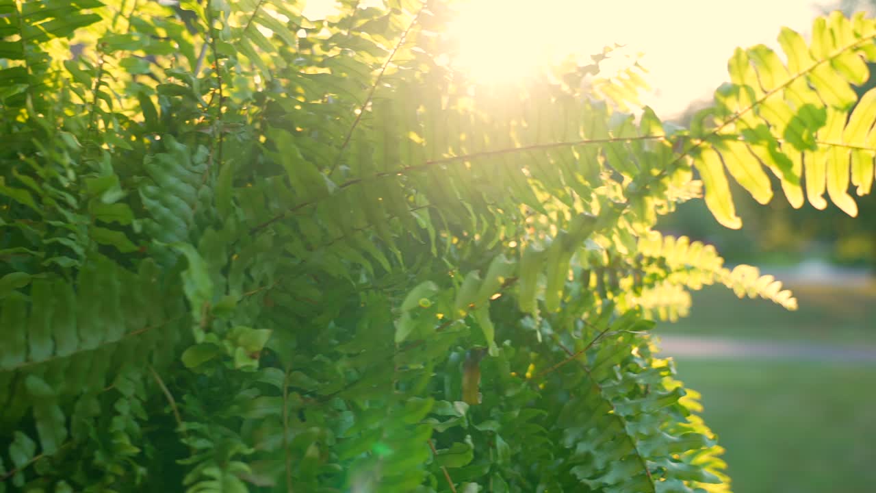 밝은 아침 햇살에 매달려 있는 식물