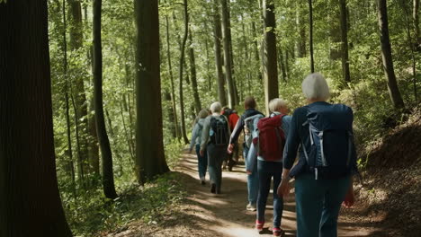 a group of people hiking through a sunlit forest
