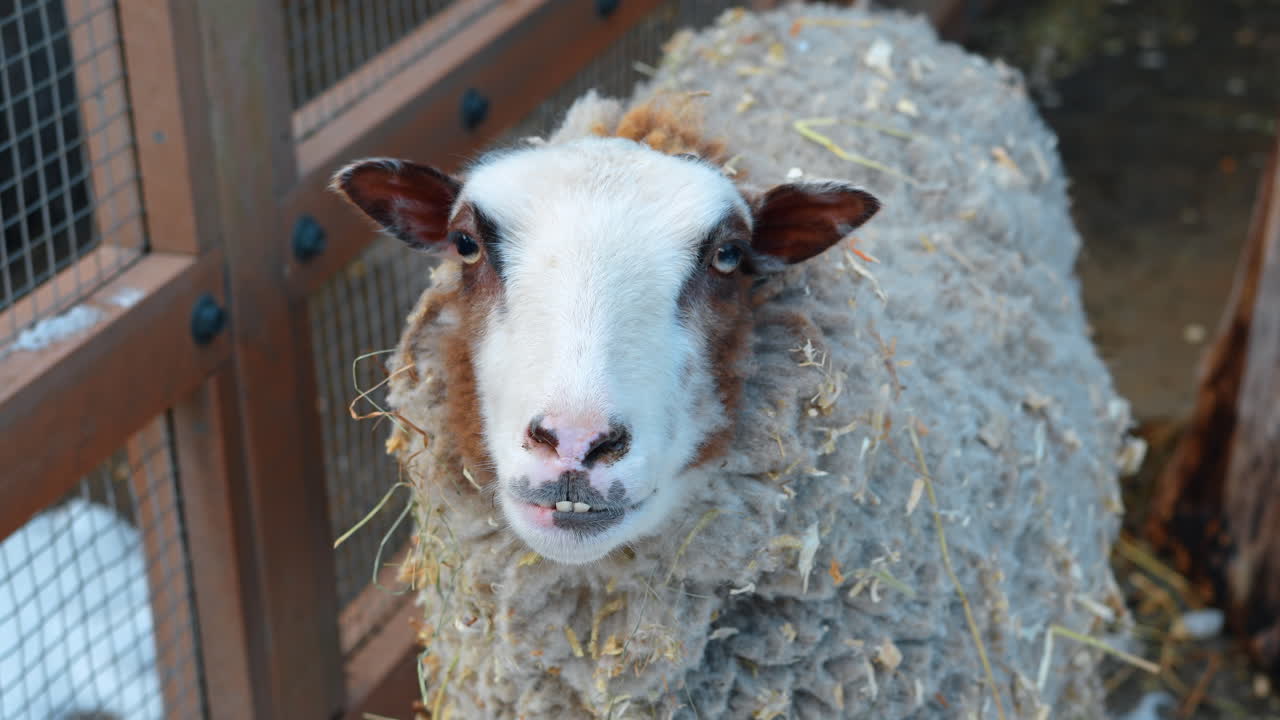 Una pecora si trova vicino a una staccionata di legno in un ambiente agricolo diurno, circondata da paglia. Una pecora è vicino a una staccionata di legno in una fattoria.
