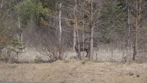 Elchbulle,-Der-In-Einen-Wald-In-Kanada-Geht,-Aufnahme-In-Zeitlupe