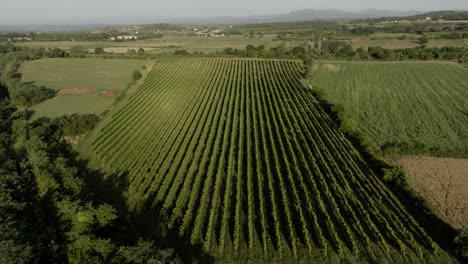 Weinbergfeld-Frankreich-Sommer-Ardeche-Luftlandschaft