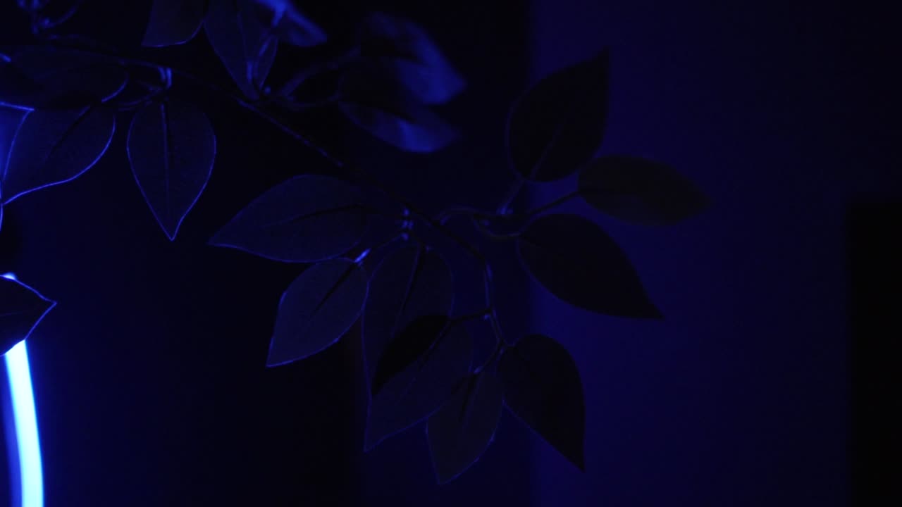 iluminación con luz azul de una planta