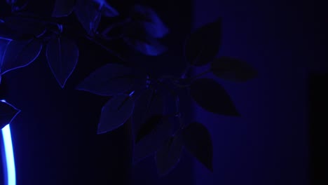 blue light illumination of a plant