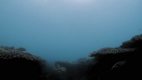 freediving in murky waters of con dao coral reef in vietnam