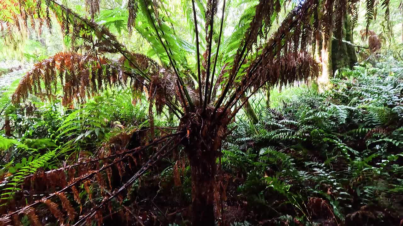 árboles y follaje en un entorno de selva tropical exuberante