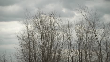 --Pájaros,-árboles,-Nubes,-Nublado,-Gris,-Cielo,-Nublado,-Sombrío,-Lluvia,-Pájaro,-Mosca,-Alas,-Paisaje,-Naturaleza,-Afuera,-Tranquilo,-Solo,-Sereno,-Pacífico,-Tranquilo,-Brisa,-Viento,-Ramas,-Primavera,-Invierno