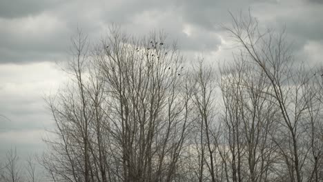 - birds, trees, clouds, cloudy, grey, sky, overcast, gloomy, rain, bird, fly, wings, landscape, nature, outside, quiet, alone, serene, peaceful, tranquil, breeze, wind, branches, spring, winter