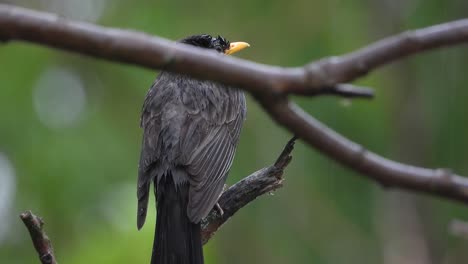 bird standing on branch on a rainy day