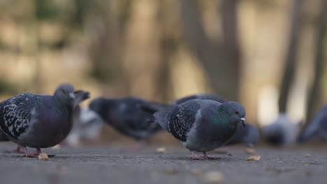 pigeons picking up bread crumbs from the ground, in the park