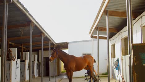 caballo en el establo 4k
