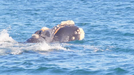 side view super closeup of a two breaching right whales as they splash water and shows barnacles on its face and dive