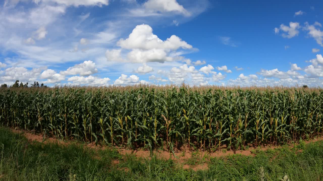 Cornfield with clouds and blue sky in the background