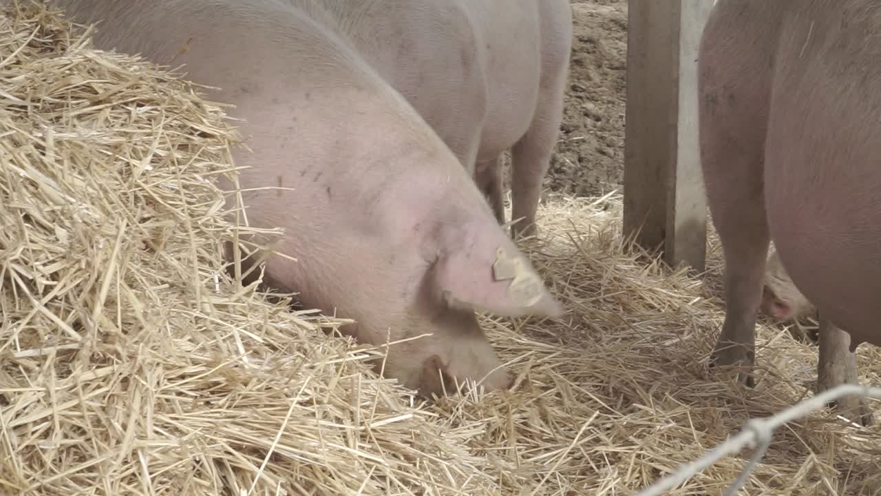 Pig eating hay in a farm