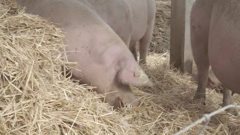 Pig eating hay in a farm