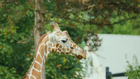 cabeza de una linda jirafa animales áfrica