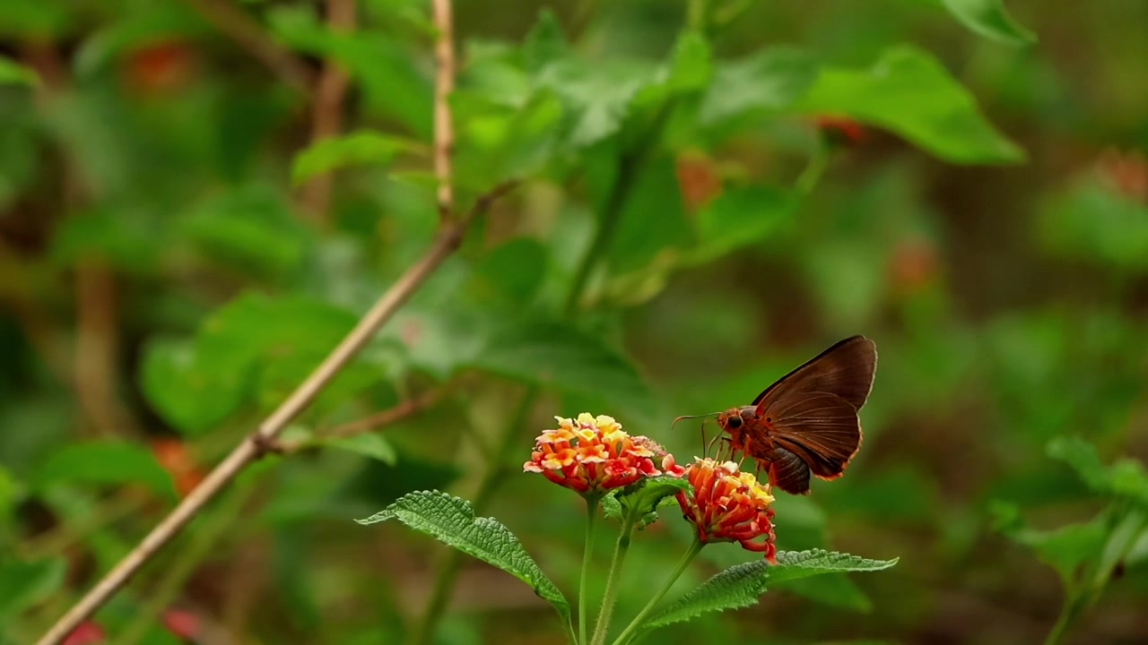 Filmato ravvicinato che cattura una farfalla Branded Orange Awlet (Burara oedipodea) che visita fiori di lantana in fiore mentre si nutre di nettare e assiste all'impollinazione all'interno di una foresta himalayana