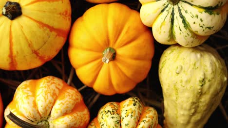 heap of yellow pumpkins