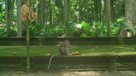 Ubud-Monkey-Forest:-Aerial-Views-of-Bali's-Sacred-Jungle-Sanctuary