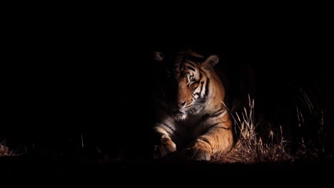 dramatic medium close bengal tiger at night, lit from side by torch