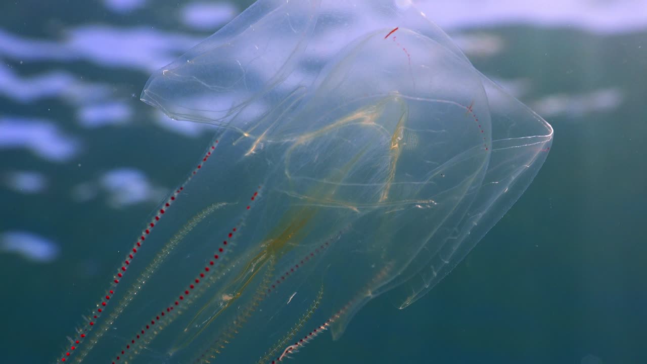 Nahaufnahme einer Rippenqualle, die rhythmische Lichtimpulse auf ihrem Körper zeigt.