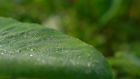 Morgentau-Fiel-Auf-Blatt