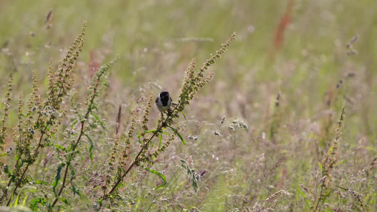 pequeño pájaro en un campo
