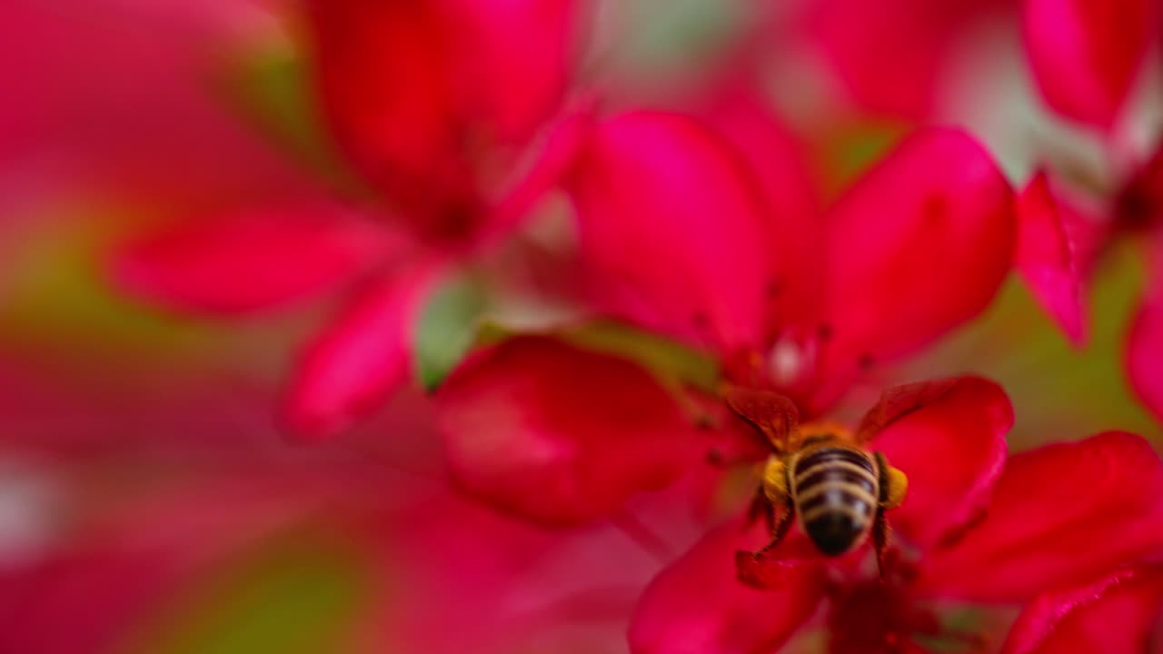 Bee collecting nectar from an apple tree flower, vivid close-up shot with blurred background