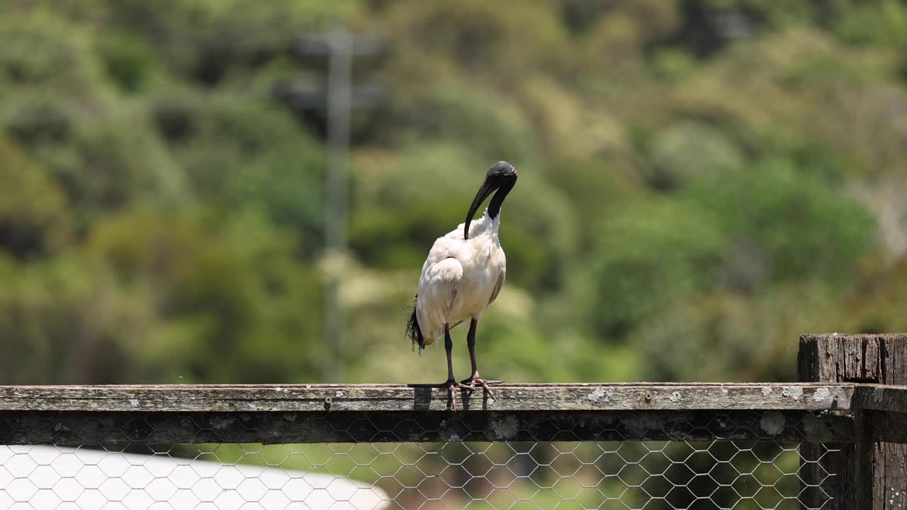 새가 서서 울타리를 둘러보고 있다