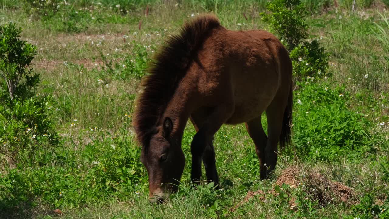 коричневая лошадь кормит, двигаясь вперед влево, муак клек, таиланд