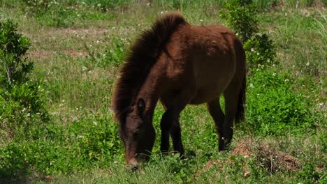 Ein-Braunes-Pferd,-Das-Sich-Nach-Links-Vorwärts-Bewegt,-Muak-Klek,-Thailand