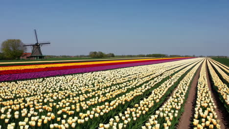 los coloridos campos de tulipanes en la holanda