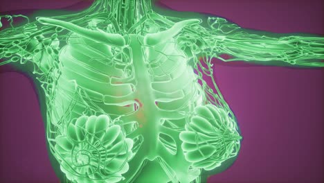 radiografía de mamografía para el diagnóstico del cáncer de mama