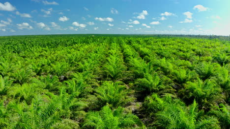 aerial view of a palm oil plantation