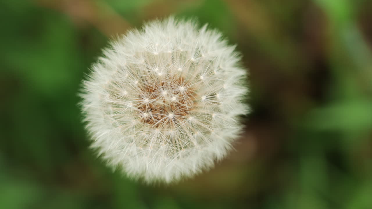 Closeup of a fragile dandelion against a soft green background