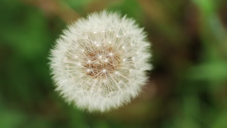 closeup of a fragile dandelion against a soft green background