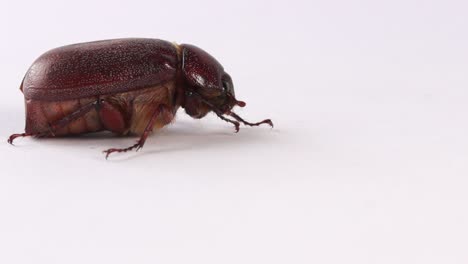 Muna-beetle-isolated-on-white,-edible-insect-found-in-Papua-New-Guinea