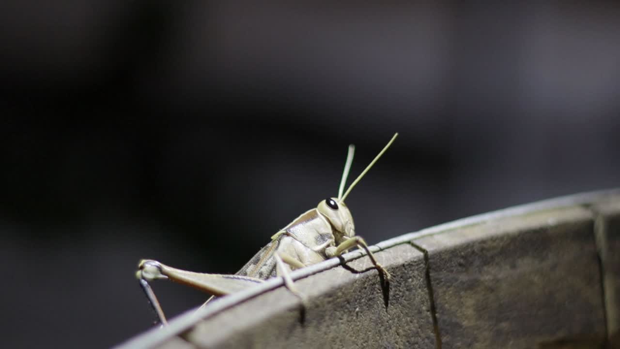 A large grasshopper crawls across a chair