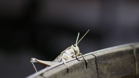 a large grasshopper crawls across a chair