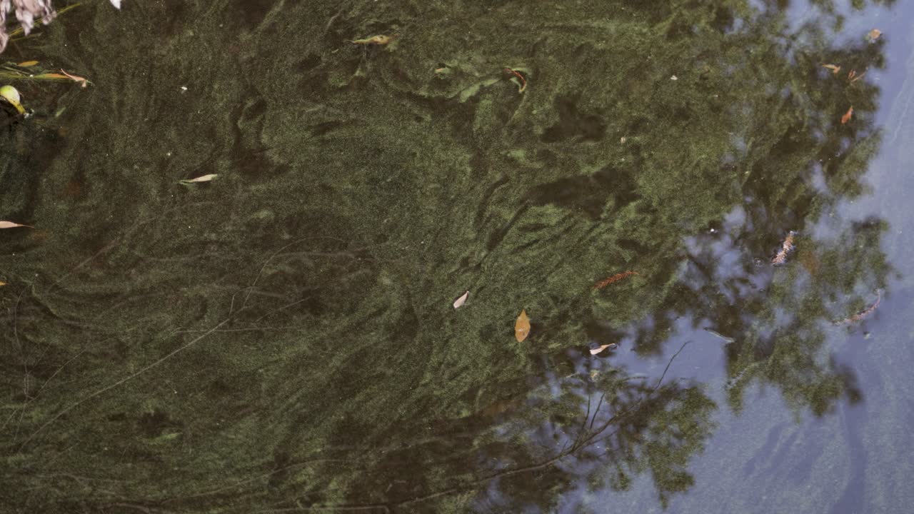 Slow swirling patterns of green algae floating in stagnant water near forest reflection