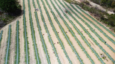 Aerial-birdseye-circling-unrecognizable-farmers-working-on-crops