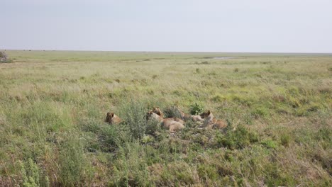 Group-of-lions-family-in-a-green-landscape