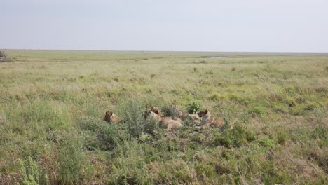 group of lions family in a green landscape