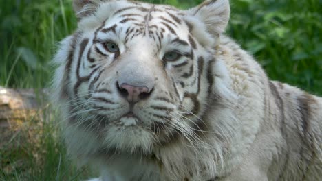 cámara lenta del tigre de bengala blanco hambriento lamiendo su boca en la hierba