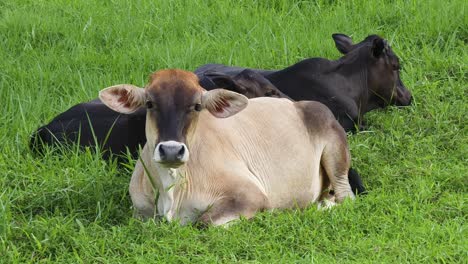 vacas descansando en un campo de hierba