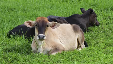 cows resting in a grassy field