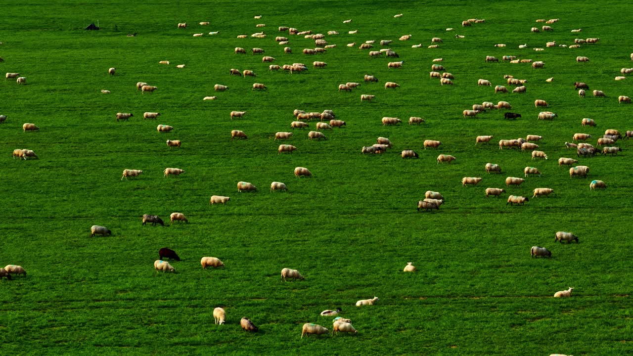 Gregge di pecore bianche e nere al pascolo in un prato verde