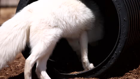 Arctic-fox-going-into-a-tube