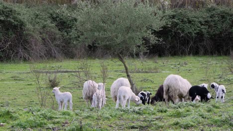 lambs and ewes grazing together outside in sardinia, italy